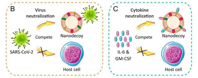 科學新突破 誘餌細胞技術成功“誘殺”新冠病毒