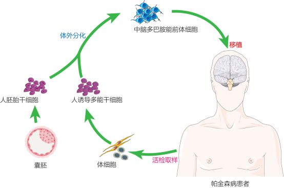 復旦校友領航，躍賽生物獲數(shù)千萬元天使輪融資，深耕干細胞治療新賽道