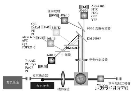 淺談流式細胞術 原理、技術研發(fā)與應用前沿